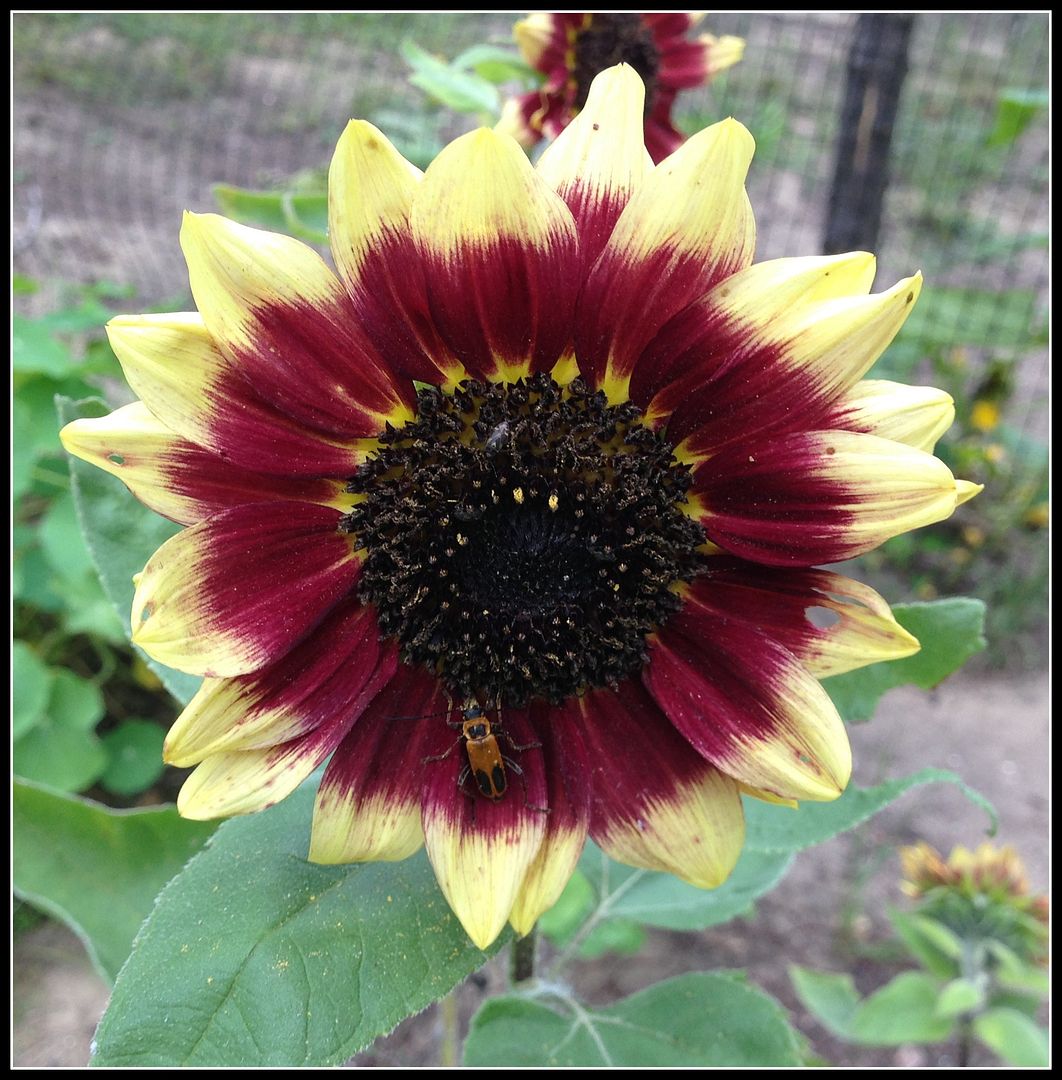 God's Growing Garden Florenza Sunflower